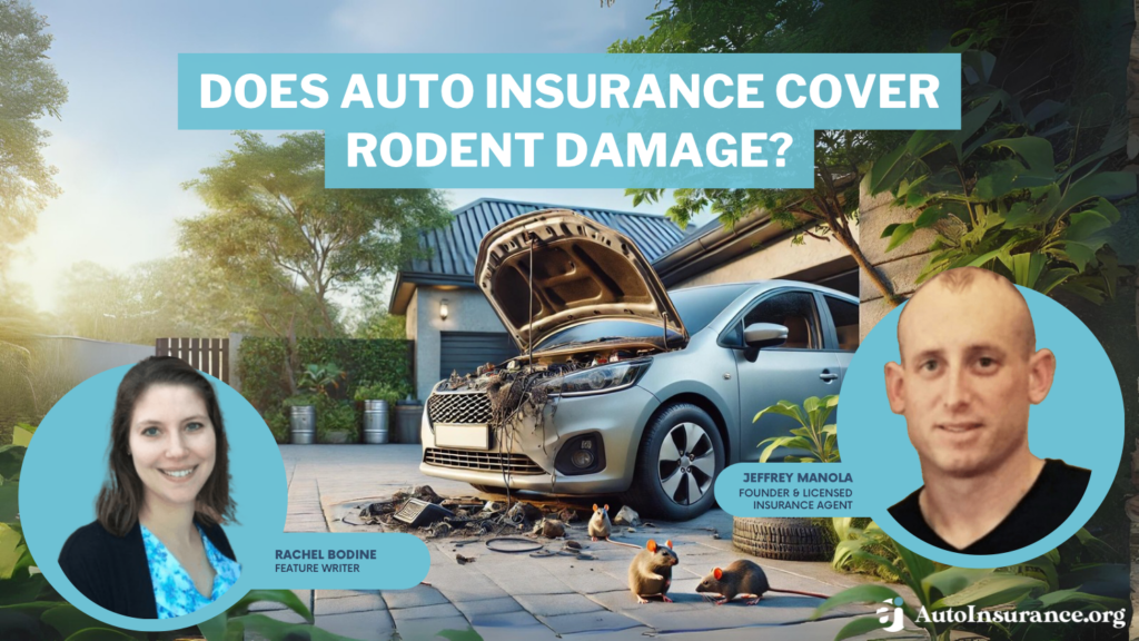 does auto insurance cover rodent damage